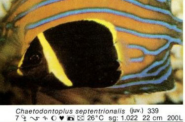 Chaetodontoplus septentrionalis